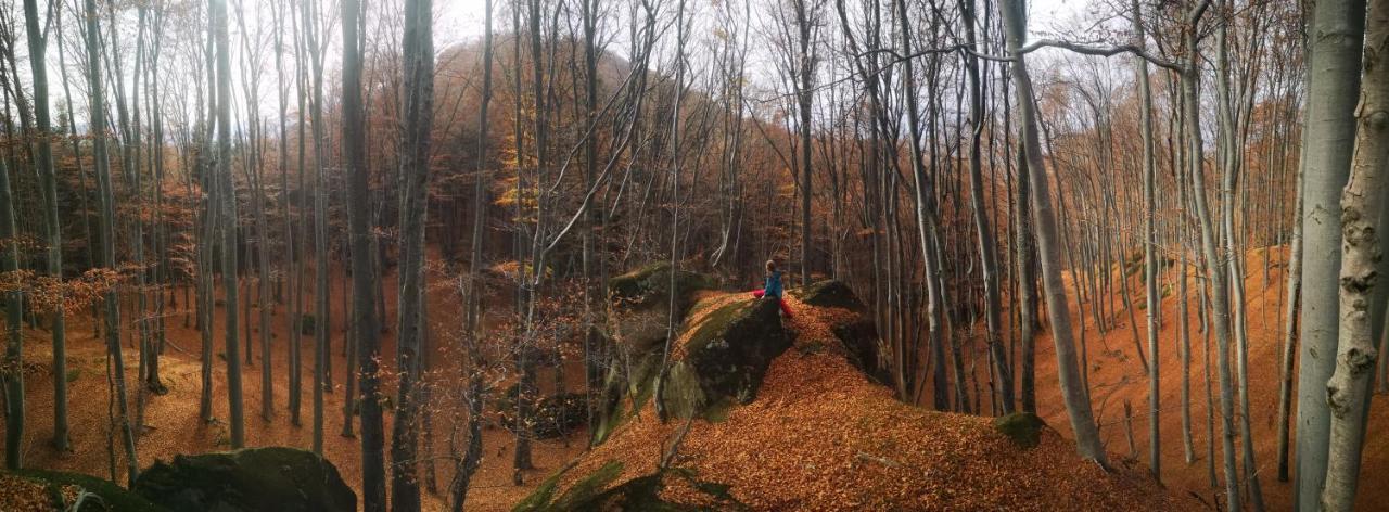 Mountain Lodge Rîşnov エクステリア 写真